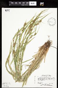 Carex granularis image