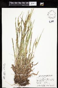 Carex granularis image