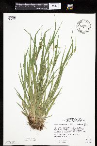 Carex granularis image