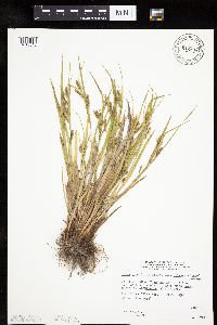 Carex granularis image