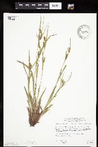 Carex granularis image