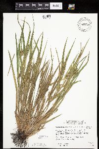 Carex granularis image