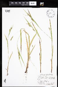 Carex granularis image