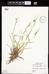 Carex granularis image