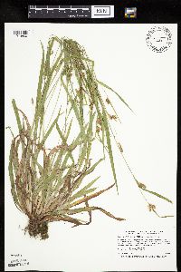 Carex granularis image