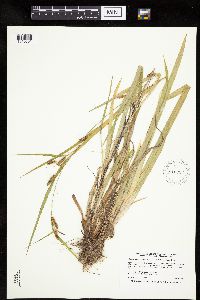 Carex granularis image