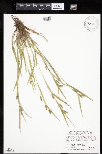 Carex granularis image