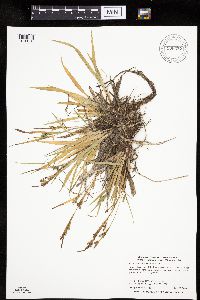 Carex granularis image