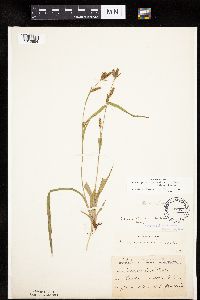 Carex granularis image