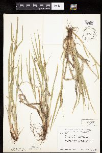 Carex granularis image