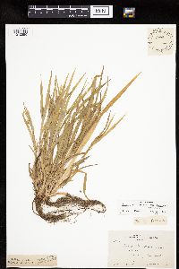 Carex granularis image