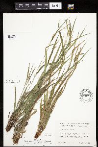 Carex granularis image