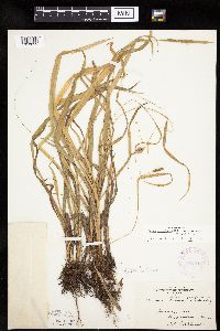 Carex granularis image