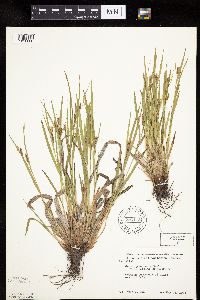 Carex granularis image