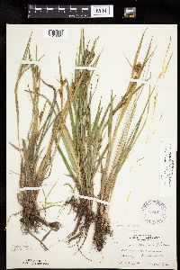 Carex granularis image