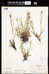 Carex granularis image