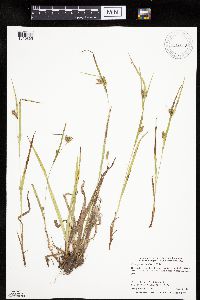 Carex granularis image