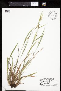 Carex granularis image