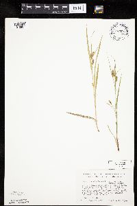 Carex granularis image