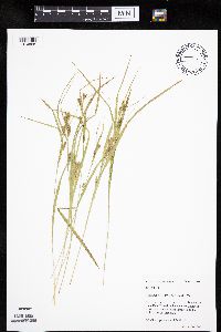 Carex granularis image