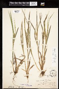 Carex granularis image