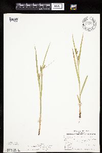 Carex granularis image