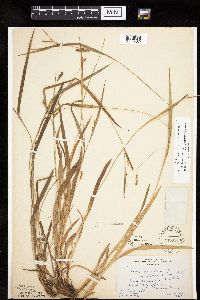 Carex granularis image