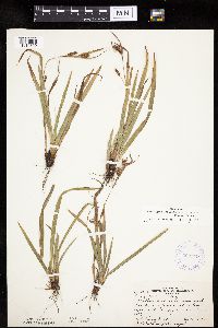 Carex granularis image