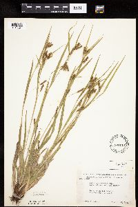Carex granularis image
