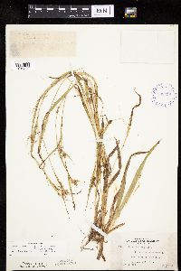 Carex granularis image