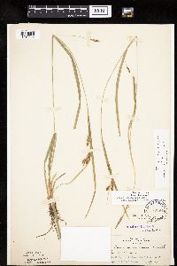 Carex granularis image