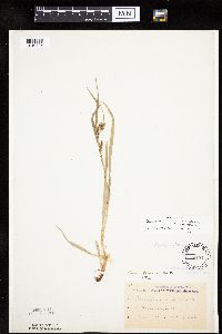 Carex granularis image