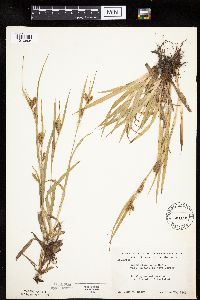Carex granularis image