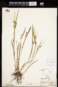 Carex granularis image