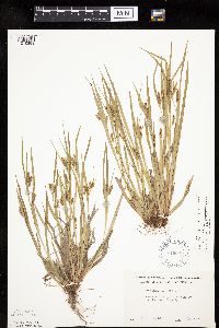 Carex granularis image