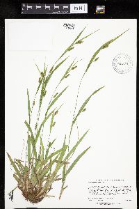 Carex granularis image