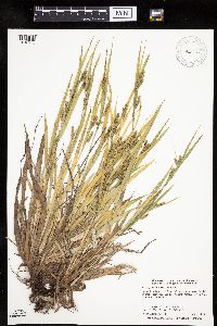 Carex granularis image