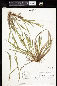 Carex granularis image
