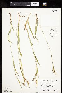 Carex granularis image