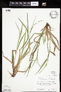 Carex granularis image
