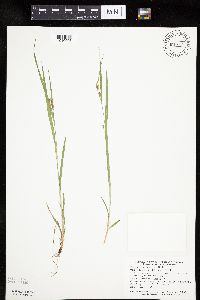 Carex granularis image