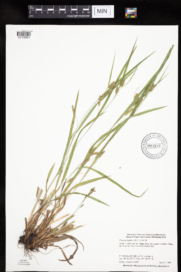 Carex granularis image