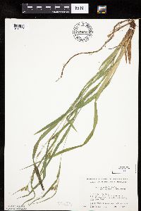 Carex granularis image