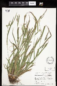 Carex granularis image