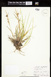 Carex granularis image