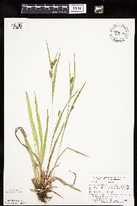 Carex granularis image