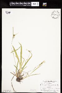 Carex granularis image
