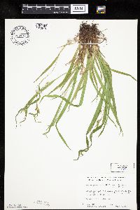 Carex granularis image
