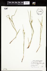 Carex granularis image
