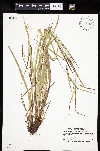 Carex granularis image